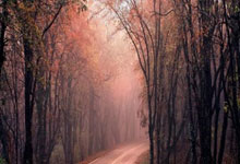 马克西40分76人力克黄蜂 公牛险胜送猛龙6连败.